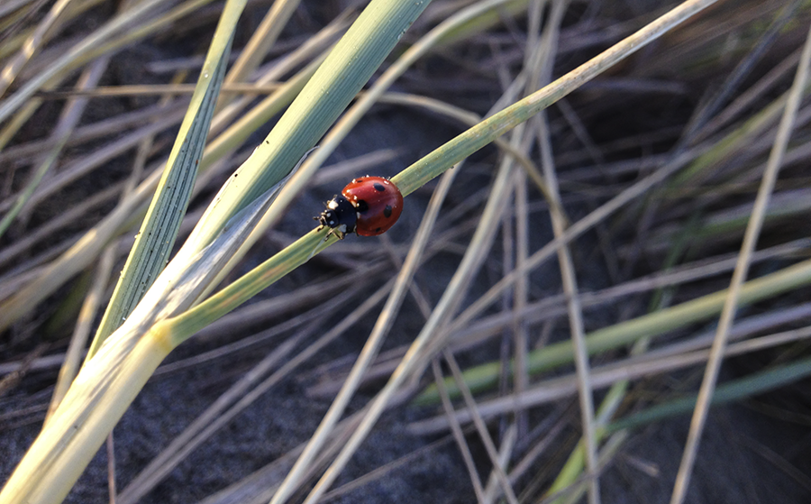 SF-ladybug