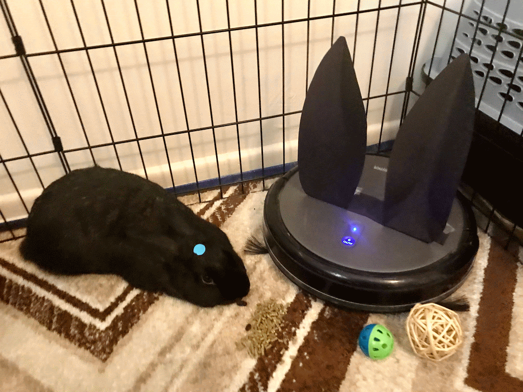 A Halloween update from my pets
