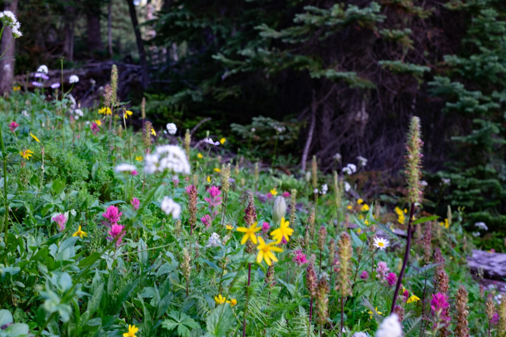Wildflowers and some trees in the background. Bright green, pink, yellow, white, and purple flowers. 