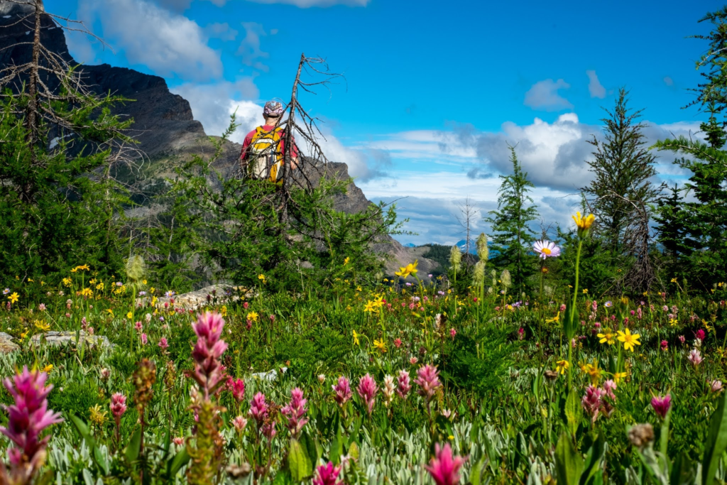 Wildflowers in the foreground. Man with backpack partly obscured in the background. At an overlook with mountains and blue sky visible.