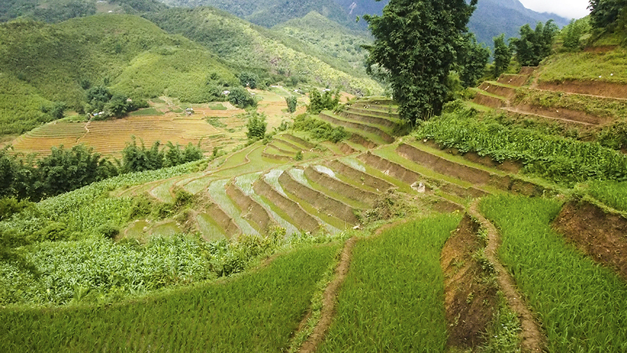 Rice terraces in Sa Pa