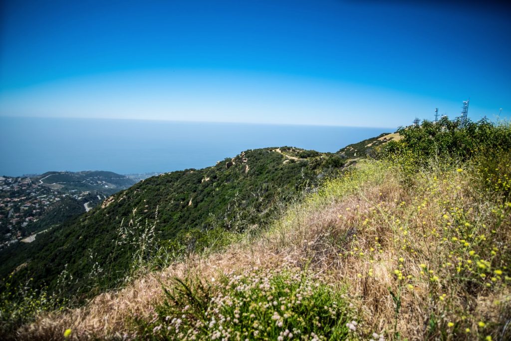 Green flower-brush foreground, train down the spine of a hike, ocean in background with blue sky overhead