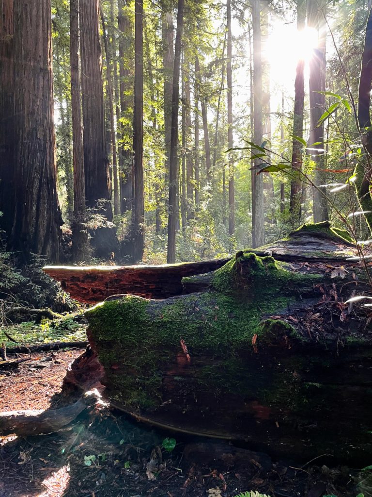 Felled redwood mossy redwood tree with beam of sunlight on it. Forest in background. 